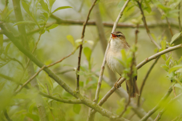 Welney Sightings 27/04/2022